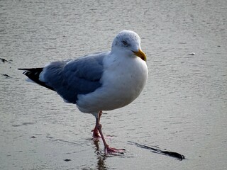 Mouette 