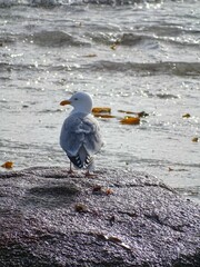 Mouette 