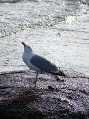 Mouette 