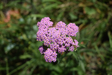 Yarrow blooming with pink flowers, top view