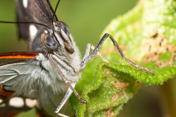 Close up of a painted lady butterfly  on a leaf. Vanessa cardui species. Macro photography.
