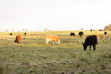 cows in a country australian paddock at sunrise, focus is on the light brown cow