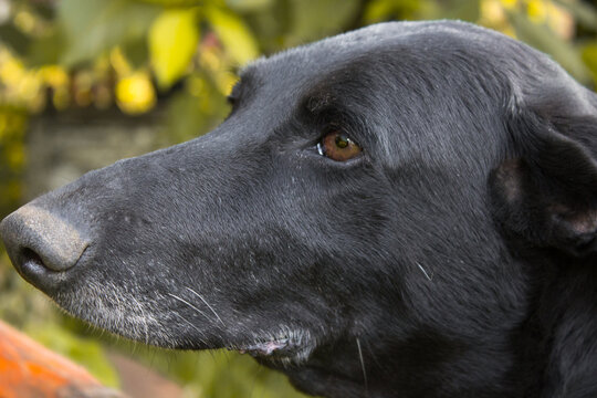 dog head portrait in Autumn,calm portrait black dog Closeup dog head on a background autumn