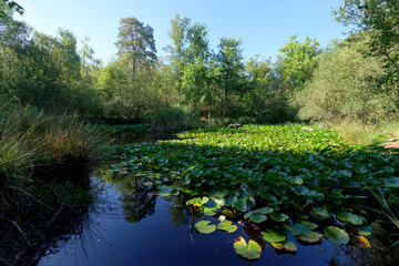 Water lilies of the Piat pond in Fontainebleau forest
