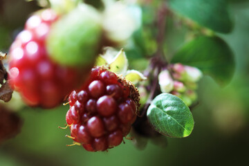 An extreme close up of blackberries and raspberries that are growing on a tree. This has been taken...
