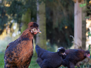 Small red brown rooster of Poland chicken