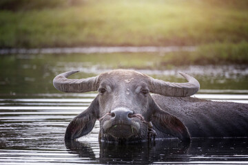  Head shot water buffalo in  small pond