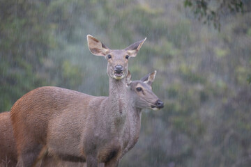 Naklejka na ściany i meble deer standing in forest during rain storm