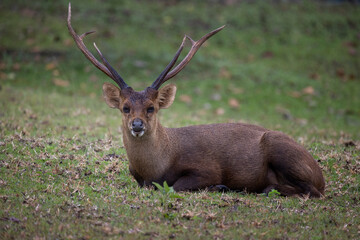 deer gazelle resting on grass