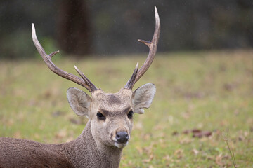 Head shot of deer with rain drop background