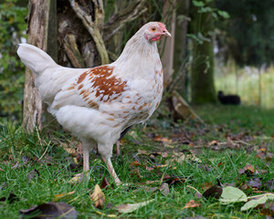 Small white rooster of Poland chicken