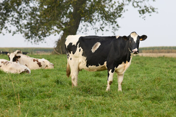 Black white cows in the meadow 