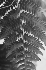 Leafy plants growing in the garden in a black and white monochrome.