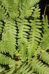 fern leaves