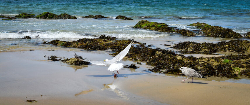 Mouette et go&eacute;land sur la plage de Batz-sur-Mer

