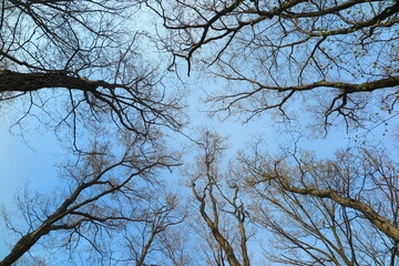森の中の枯れ木と冬の空の風景2