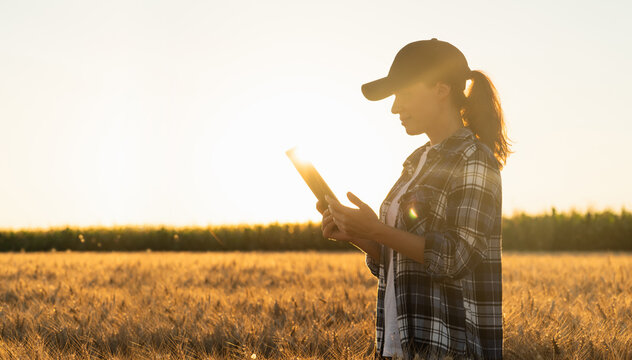A woman farmer examines the field of cereals and sends data to the cloud from the tablet. Smart farming and digital agriculture.	