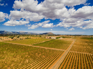 vi&ntilde;edo de Son Bordils, Inca, Mallorca, balearic islands, spain, europe