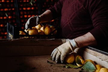 Close-up partial view of a seller picking the lemons with gloves