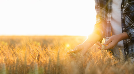 Woman farmer touches the ears of wheat on an agricultural field