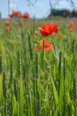 Fresh green barley wheat spikes with red poppies in background