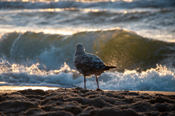 bird on the beach