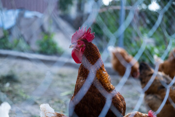 A rooster on a farm behind a metal fence. Looking through the mesh into the lens - obrazy, fototapety, plakaty