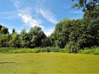 A green swamp covered with duckweed. Algae, mud, water lilies. Outdoor recreation. Fishing. Summer.