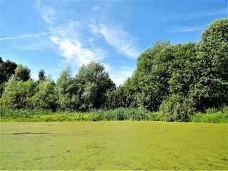 A green swamp covered with duckweed. Algae, mud, water lilies. Outdoor recreation. Fishing. Summer.
