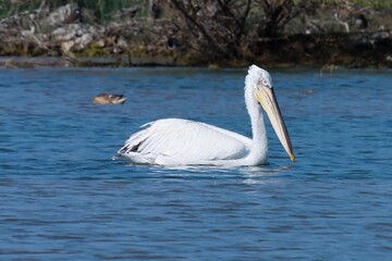 pelican on the beach. Bird. Wildlife photography. Bird photography. Pelecanus crispus. Cute bird. Animal.