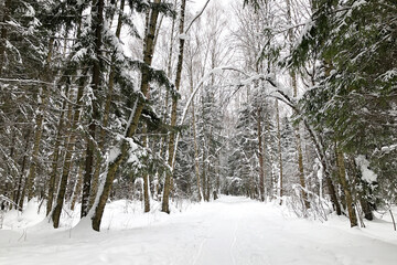 Snowy road in winter forest