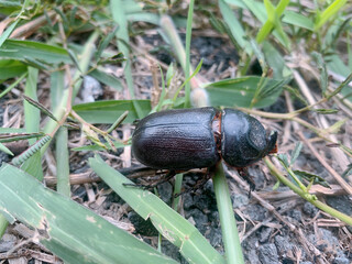 beetle on the ground