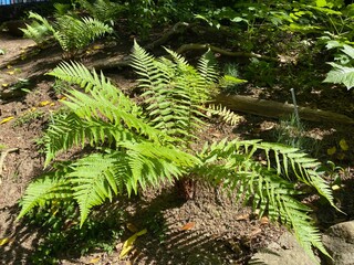 The Scaly male fern (Dryopteris affinis), Golden-scaled male fern, Heimischer Goldschuppenfarn oder Goldschuppen-Farn, Šumska ili Zlatna muška paprat (The Botanical Garden Zurich, Switzerland) © Mario