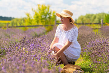 Woman kneeling down picking fresh lavender in a farm field