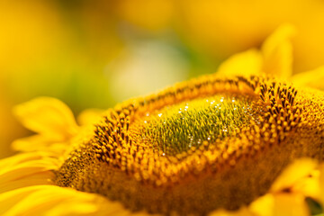 Closeup on the center of a sunflower in a field