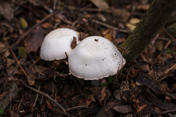 Two champignon mushrooms caps hiding in autumn leaves. Autumn forest nature, mushrooms picking, healthy organic food, protein diet.