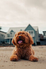 Cavoodle Puppy visiting the beach