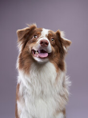australian shepherd dog. Pet Portrait in studio. Charming, long-haired 