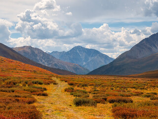 Dramatic colorful mountain landscape with path through hillside in golden sunlight in autumn. Mountain plateau with a dwarf birch of the sunlit mountainside under blue cloudy sky.