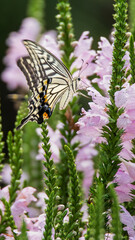 Swallowtail butterflies sucking nectar from flowers