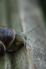 snail on a leaf