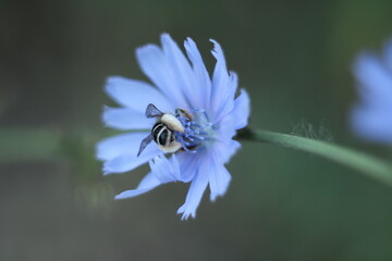 bee on flower