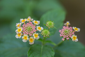 Tiny flower in the garden