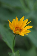 yellow flower