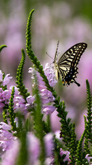 Swallowtail butterflies sucking nectar from flowers