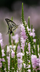 Swallowtail butterflies sucking nectar from flowers