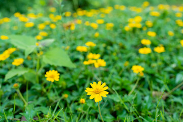 Selective focus blossom Sphagneticola flowers at field.