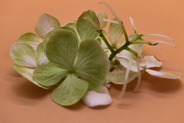 set of white and green flowers on an orange background
