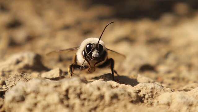 Bumblebee resting on the garden ground.
Detail red tailed Bumble bee. Bombus cullumanus ssp.
Closeup insect isolated.
Insects, bugs, bug.
Wild nature, wildlife, Honey, Honeybee, bees.
Animals, animal