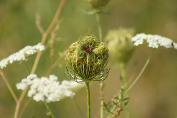 Closeup of stripped bug on wild carrot bud with selective focus on foreground